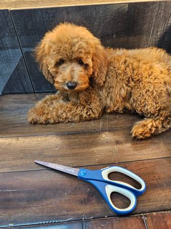 Mini Goldendoodle63859316636547121