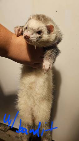 Ferret $200 (Lakestation)63844234699649120