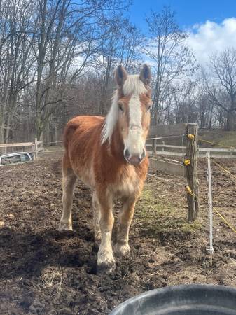 Beginner safe Belgian mare 1
