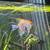 Two Angel fish for sale 2 thumbnail
