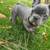 Male French bulldog puppy 6 thumbnail