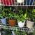 Growing Jade, Flow succulents to in ceramic pots - 6 each 2 thumbnail