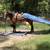 Bay Quarter Horse Gelding 8 thumbnail