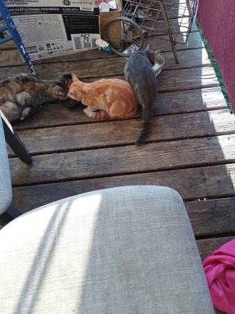 Gatitos o gatos gratis (Corning)63698085965697120