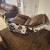 Genuine Buffalo Leather Hide & Cow Hide Wrapped 8 ft Couch Armchair 13 thumbnail