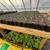 Warrenton Plants Nursery Nurseries 5 thumbnail