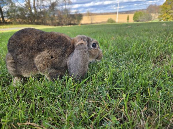 Mini Plush Lop Buck (Great Bend)64183871956993121