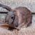 Mini rex mix bunnies 3 thumbnail