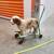 Early 1900s Antique Push Along Toy with a St Bernard Dog. 1 thumbnail
