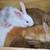 Tamuk Rabbits--9 weeks old 1 thumbnail