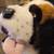 Kids of America 13" St Bernard plush stuffie 18 thumbnail