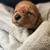 Medium Size Labradoodles F1B 11 thumbnail