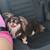 Chihuahuas 5 thumbnail
