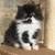 persian kittens 1 thumbnail