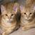 Cats seek human for room rental 4 thumbnail