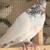 Highflyer Pigeon Pairs 10 thumbnail