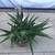 Aloe succulents in an old Italian terracotta pot 2 thumbnail