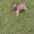 BELGIAN MALINOIS - GERMAN SHEPHERD PUPPIES. 1 thumbnail
