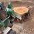 tree trimming, tree and brush removal, stump grinding 5 thumbnail
