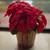 Assorted artificial Pointsettia plants 3 thumbnail