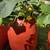 Self-Watering Vegetable Planter Barrel – Grow Tomatoes & Cucumbers 2 thumbnail
