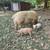 Mixed breed piglets 1 thumbnail