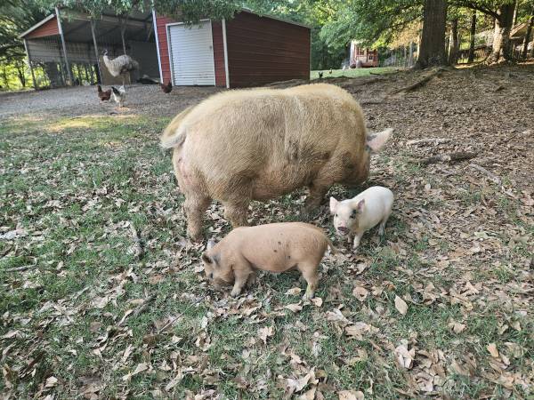 Mixed breed piglets 1