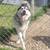 Adult neutered husky 1 thumbnail