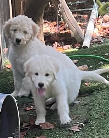 Beautiful female golden Aussie doodle puppy on (Grayson)63881507482755122