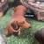 Red Dachshund With Log - DFLS19A - 9" L - 4"W - 5"H 1 thumbnail