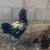 Handsome rooster 2 thumbnail