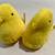 PEEPS YELLOW BUNNIES (Set of 2) 4 thumbnail