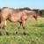 AQHA bay roan filly 21 thumbnail