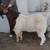 Dapple Headed Boer Doeling 4 thumbnail