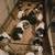 Guinea pigs 1 thumbnail