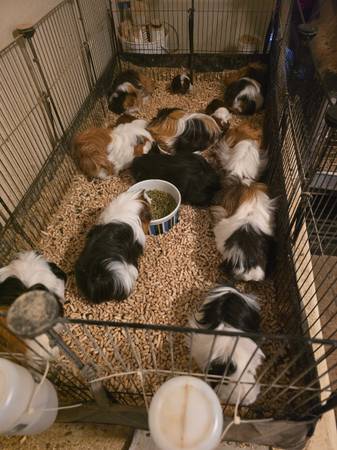 Guinea pigs 1
