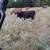 Corriente cows 6 thumbnail