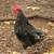 Roosters 1 thumbnail