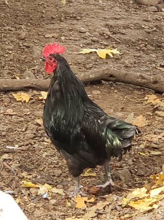 Roosters 1