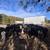 Bred cows 5 thumbnail