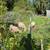 Lambs sheep ewes rams wethers 5 thumbnail