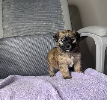 ¡Adorables cachorros Shihpoo! (hercules, pinole, san pablo, el sob)64190988710786124