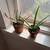 Indoor Plants 1 thumbnail