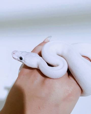 White ball python snake (blue eyed Lucy)- adult male 1