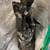 AE86 T50 transmission core with 4AG bell housing 11 thumbnail