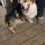 Male corgi 3 thumbnail