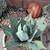 Cactus in pots/ plants 9 thumbnail
