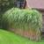 ORGANIC Silver Grass Rhizomes: Miscanthus Giganteus 7 thumbnail