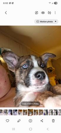 PITSKY PUPS own mom and dad (Maple Hill)63925384419459123