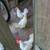 Chickens 3 thumbnail